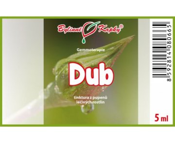 Dub - tinktúra z púčikov 5 ml - gemmoterapia