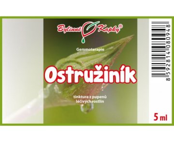 Černice - tinktúra z púčikov 5 ml - gemmoterapia